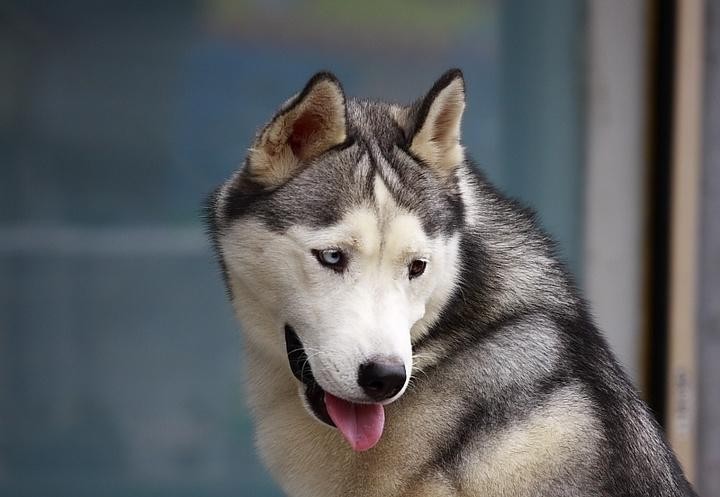 养大型犬就是害人害已吗看完这个再说也不迟