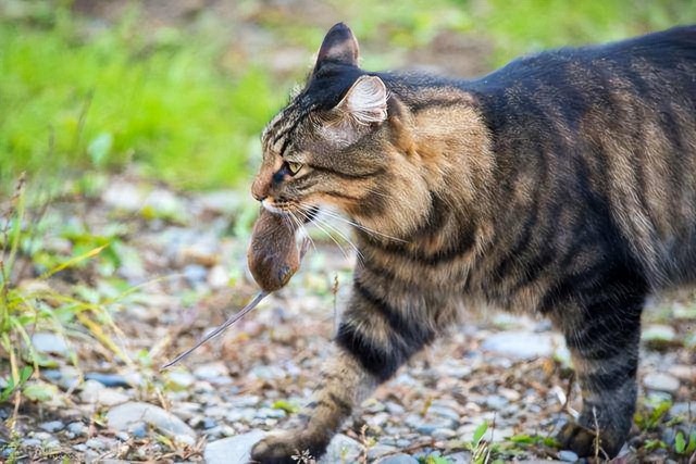 养猫我只想养中华狸花猫