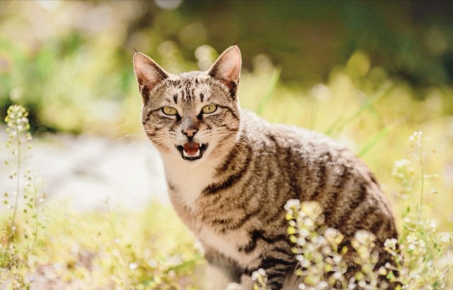 养猫我只想养中华狸花猫