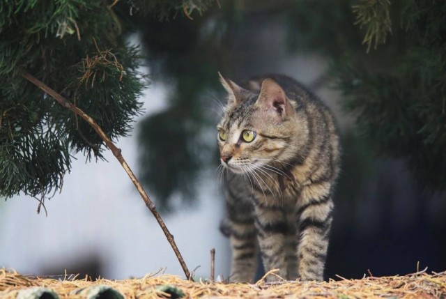 养猫我只想养中华狸花猫