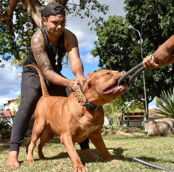 它们是隐藏在狗界的恶犬一旦遇到它们走为上策不要招惹