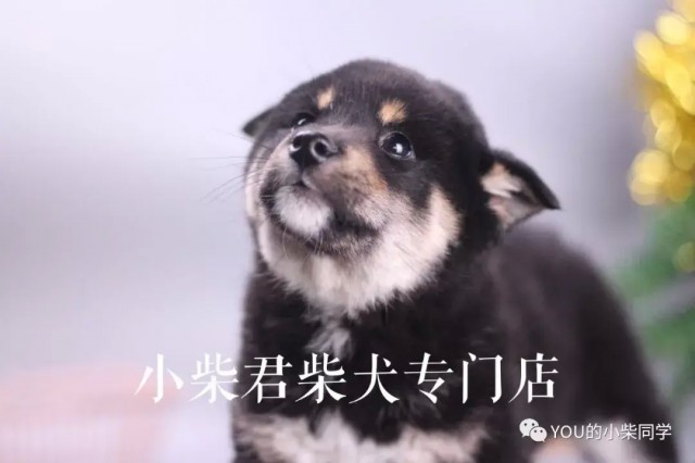 为什么柴犬价格高？ ? 什么是柴犬的价格？